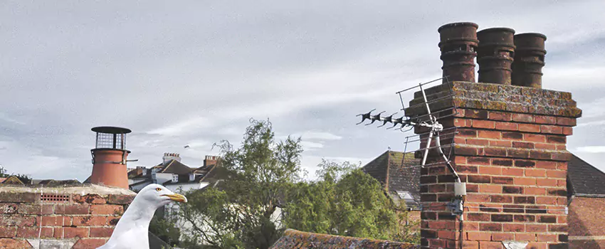 Chimney Cleaning And Restoration in Brandon, Florida